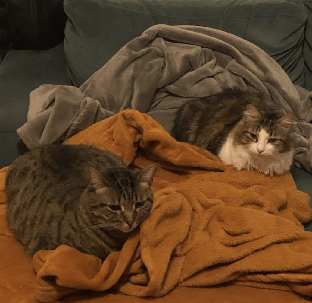 photo du chat kira!