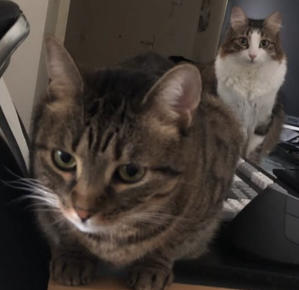 photo du chat charlie!