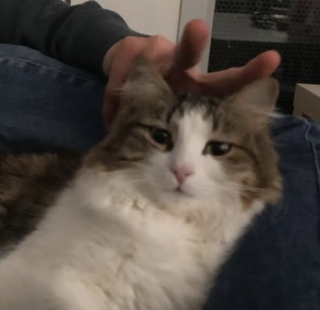 photo du chat charlie!