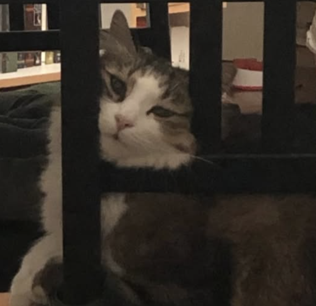 photo du chat charlie!