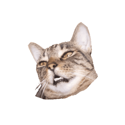 gif du chat kira!