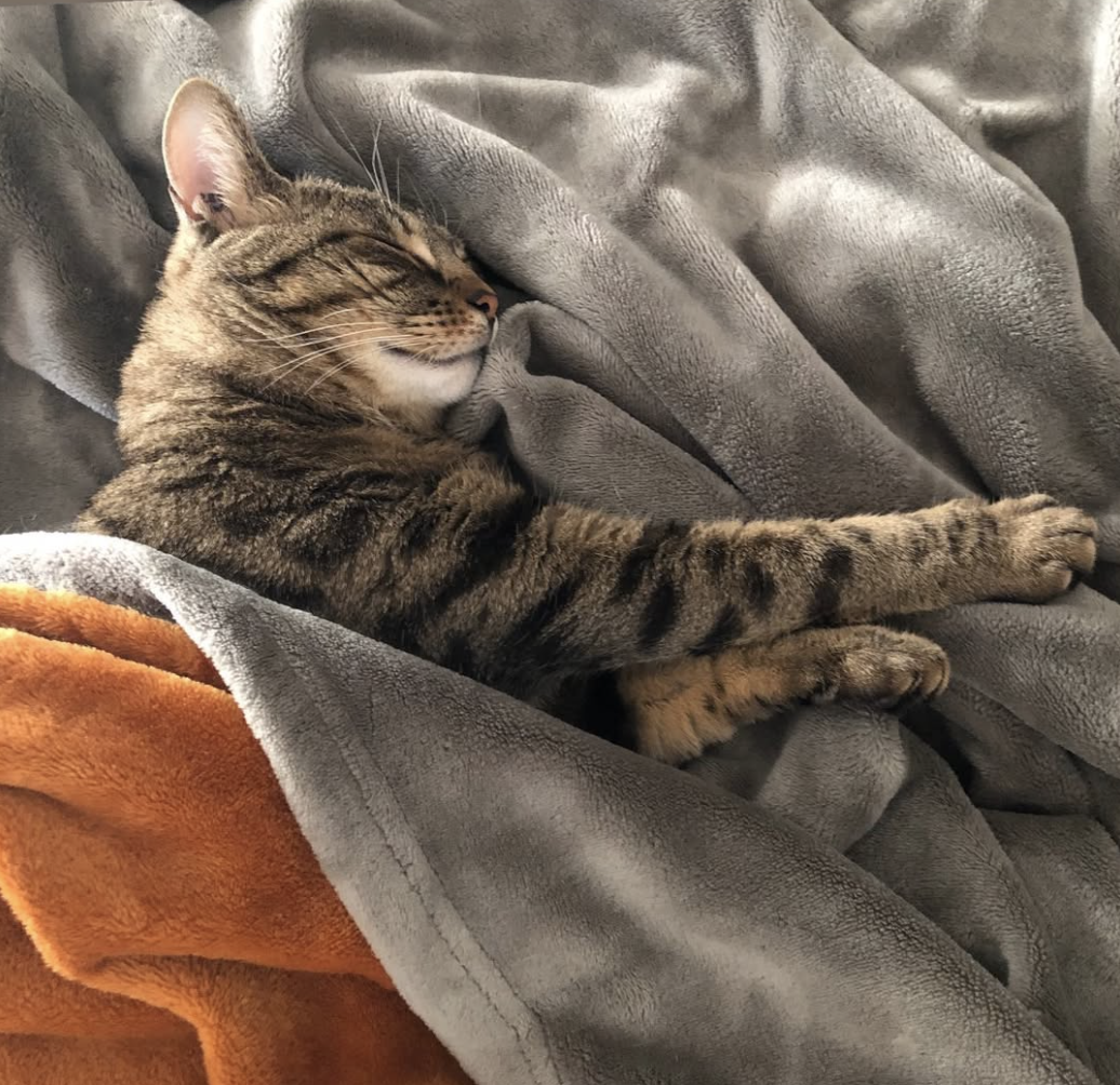 photo du chat kira!