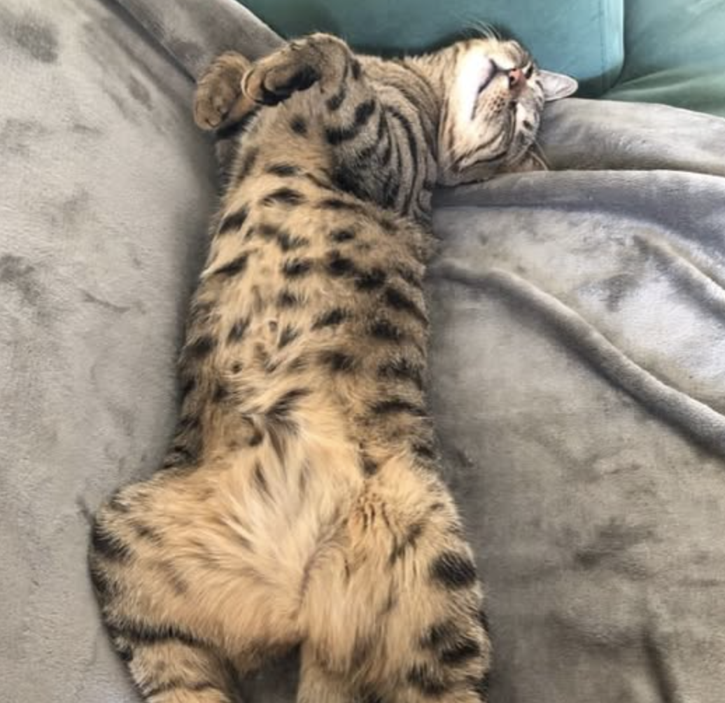 photo du chat kira!