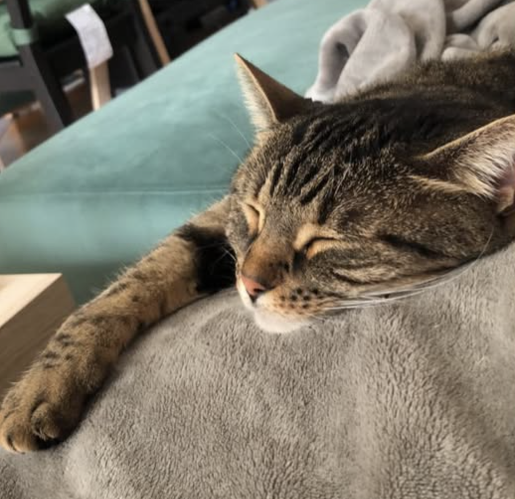photo du chat kira!