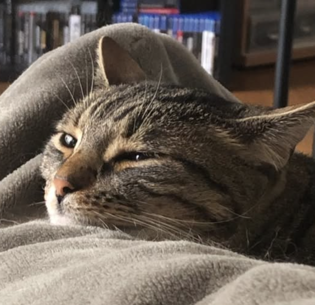 photo du chat kira!